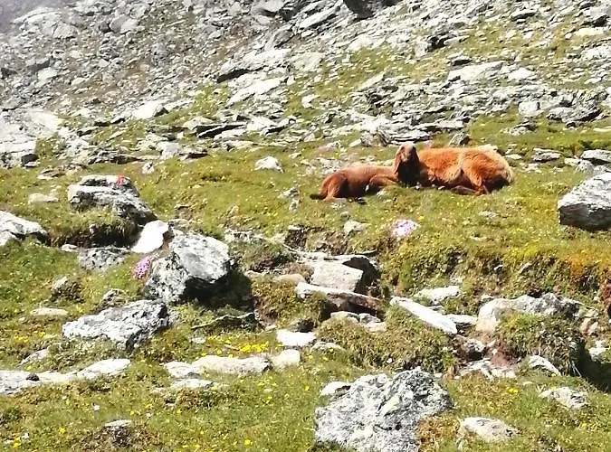 Frühstückspension Kössler Tulfes