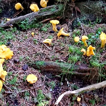 Gaestehaus Koessler トゥルフェス