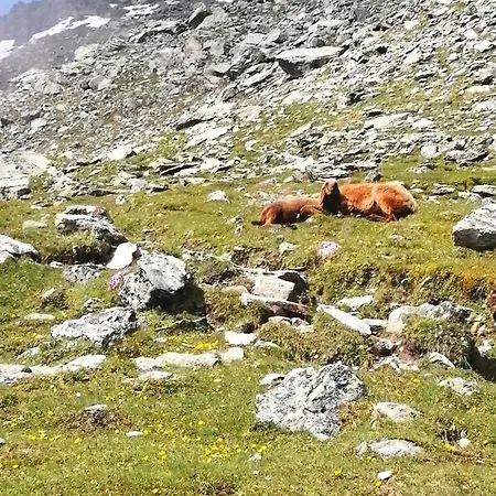 ベッド・アンド・ブレックファスト Gaestehaus Koessler トゥルフェス